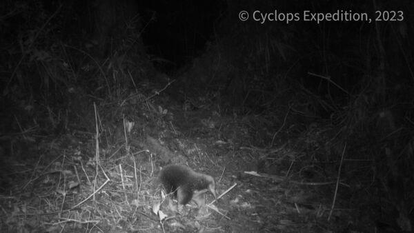 Rare egg-laying mammal named after Attenborough caught on film for first time